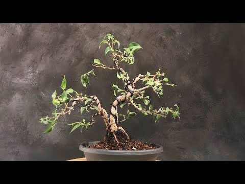 , title : 'Boring Plant bend radically to a nice little ficus bonsai tree.  ( turn on english subtitles )'