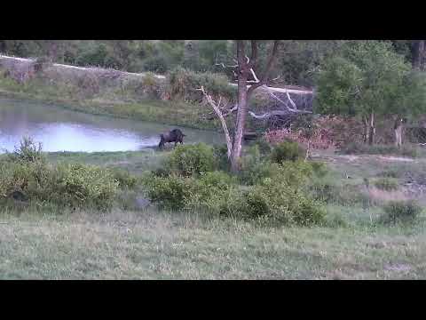 Djuma: Impala herd and Wildebeest bull - 18:29 - 11/30/2022