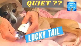 LuckyTail vs Casfuy: The Quietest Dog Nail Grinder
