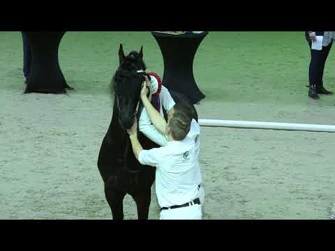 HK2021 Kampioenskeuring jongere hengsten