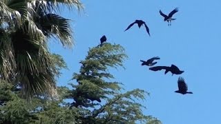 Crow Defense, May 2017