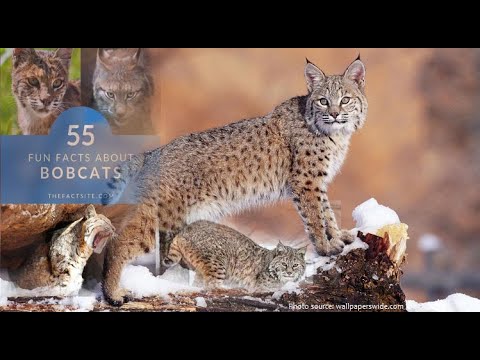 20 Interesting Facts About Bobcats