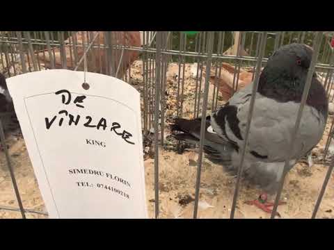 Expo Arad 2019 - Agromalim - Expozitie porumbei