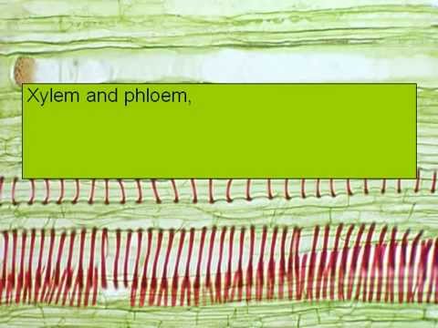 download Now Xylem Music Definition, download videos Xylem Music Definition free download, video clips Xylem Music Definition