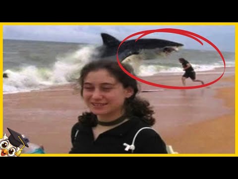 15 Najstraszniejszych spotkań z rekinami uchwyconych kamerą - Część 3