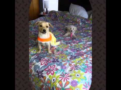 Por siempre te amaré