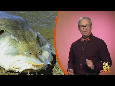 Всё обо всём. Калуга. Выпуск от 26.11.25