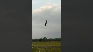 Download lagu Elang BK (brahmini kite) belajar free fly mp3