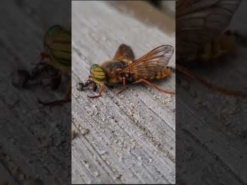 Muurahaiset syö paarmaa.  #Paarma #muurahaiset