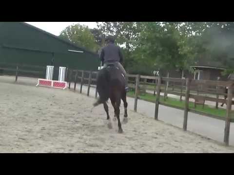 5 j.  Holsteiner Stute von Quintero-Contender-Capitol I, Stamm 741