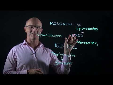 The Malaria Lifecycle #haematology #medicaleducation