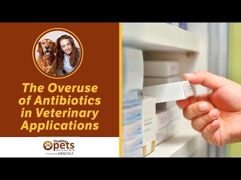 The Overuse of Antibiotics in Veterinary Applications
