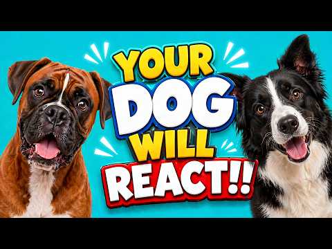 30 Sounds Dogs React To 🐶 | Try This on Your Dog for Funny &amp; Cute Reactions