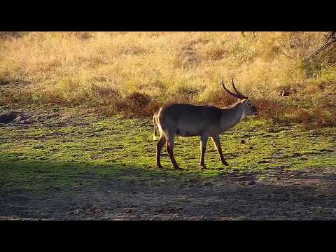 Djuma: Waterbuck bull - 16:04 - 07/04/20
