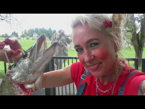 zeit für die hühner   fika, essensreste sie lieben es