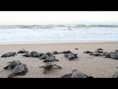 As tartaruguinhas continuam indo para o mar.