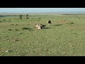 Hyena steals from cheetah and Male lion steals from hyena