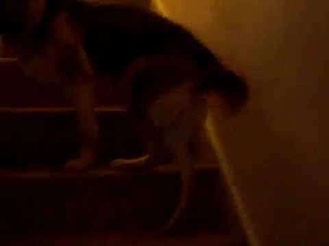 Taiba vs Sookie part2