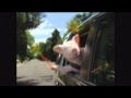 GEICO Commercial Did The Little Piggy Cry Wee Wee Wee All The Way Home