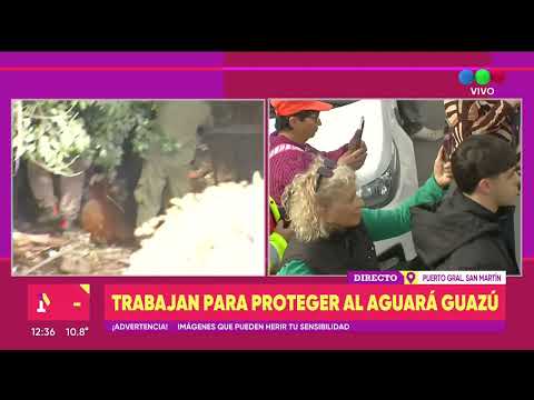 Un Aguará Guazú en Puerto Gral. San Martín - TELEFE ROSARIO
