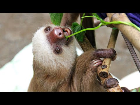 image-How long does it take sloths to mate?