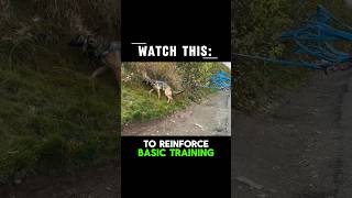 Leash pulling, what you’ve been told is backwards #dogtraining #leashtraining