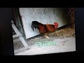 Safari Scrapbook Chicken