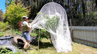 The BETTER way to NET a Fruit Tree!
