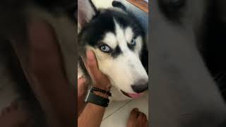 Sakhalin Husky Puppies Videos