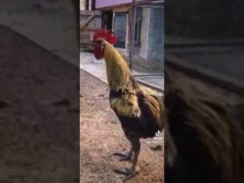 Rooster crows so long that he passes out!     #funny #animal #rooster