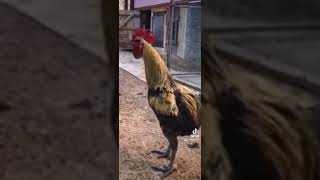 Rooster crows so long that he passes out!     #funny #animal #rooster