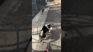 Video preview image #1 Bogle Puppy For Sale in Wakefield, RI, USA