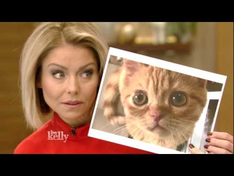 Kelly Channels The "Sad Cat"