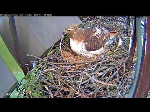 Three Eggs In A Line On Cornell Hawks Cam – April 11, 2018