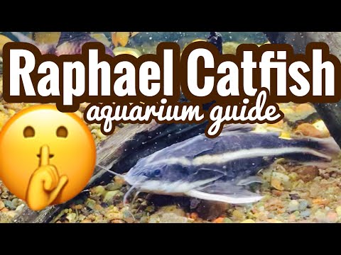 Striped Raphael Catfish Care - Rare Siting?