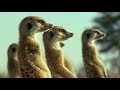 Kalahari Desert Meerkats Wild Africa BBC Earth