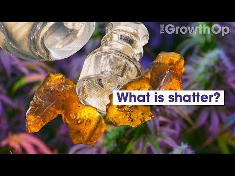What is shatter? | Weed Easy