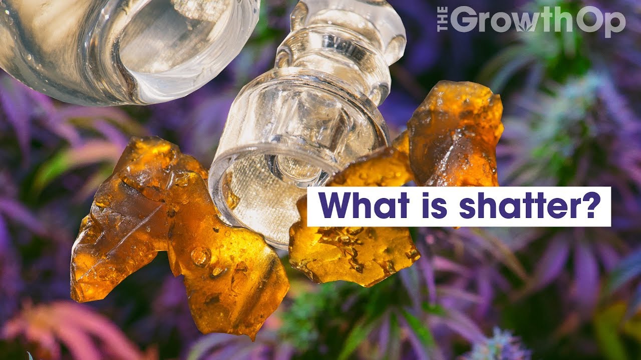 What is shatter? | Weed Easy