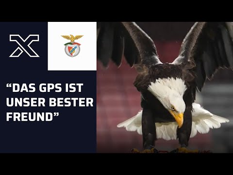 Der legendäre Adler von Bayerns Gegner Benfica: Nur einmal hat er zugeschnappt
