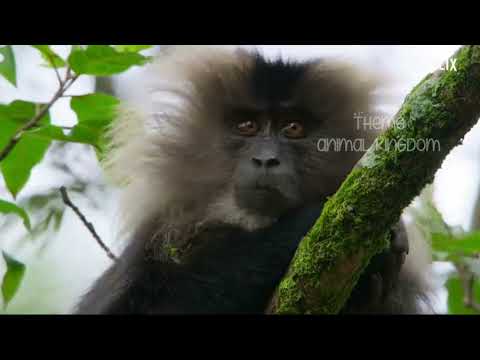 What a Wonderful World Song - Reuben and the Dark x AG (Video Theme Animal Kingdom By Mr. Creation)