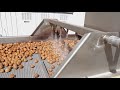 California Walnut Processing
