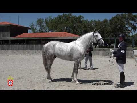 200619 18 Jasmin das Arcas - Aprovação de Garanhões