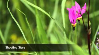 Trip video from Siyeh Bend to Sun Point.