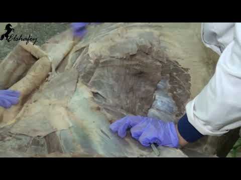 Muscles of the shoulder girdle