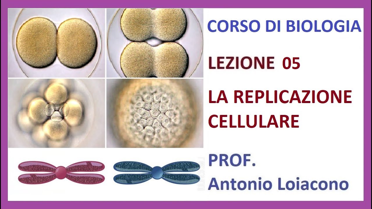 CORSO DI BIOLOGIA - Lezione 05 - La Replicazione Cellulare