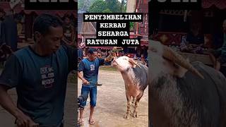 Download lagu MA'TINGGORO TEDONG|Tradisi adat Peny3mbelihan kerbau Toraja|Kerbau Belang #budaya mp3