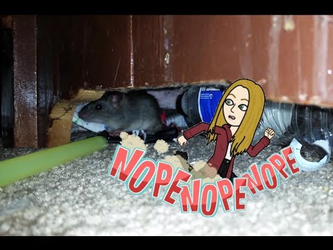 Rat in my room?!