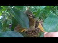 Feed For Bird To Help Incubate Her Eggs