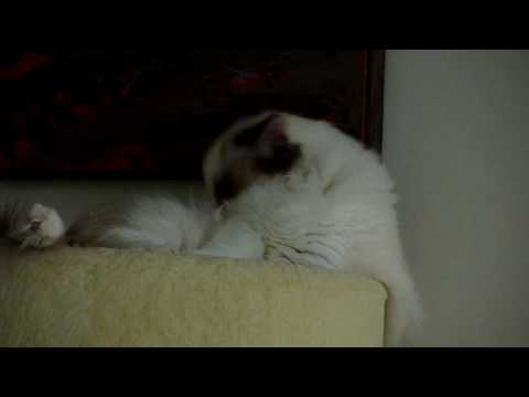 Hedda making herself pretty and dreaming of Nemo...or maybe a herring.