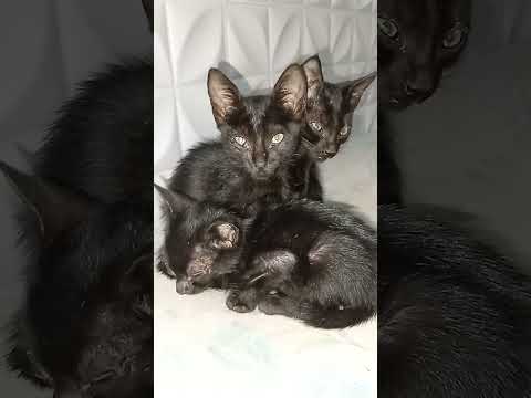 Adoção responsável, povoado alto da madeira, jacaré dos homens Alagoas.